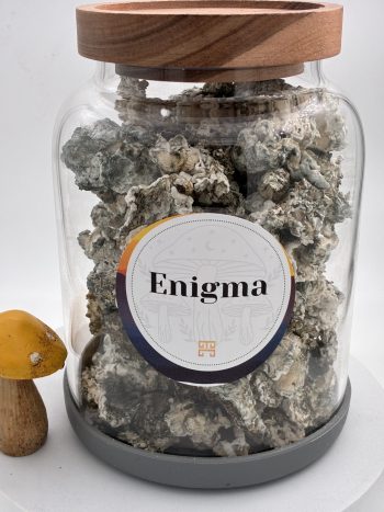 Enigma Magic Mushrooms 🍄