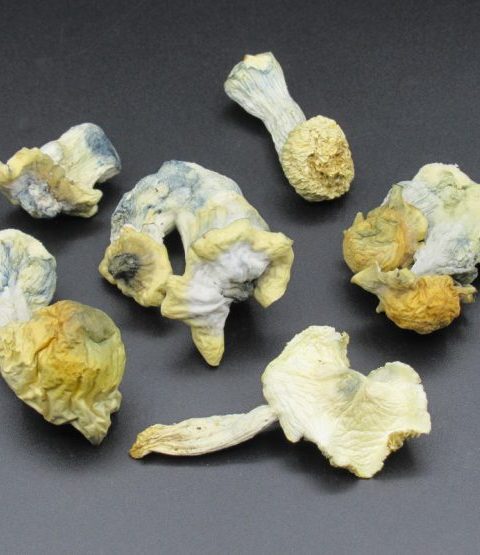 Magic Mushrooms