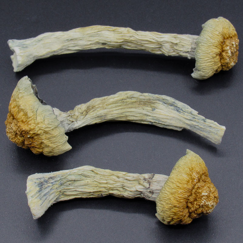 Magic Mushrooms-African Transkei Magic Mushrooms-African Transkei