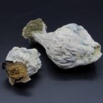 Magic Mushrooms-Albino Yeti