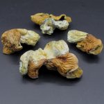 Magic Mushrooms-Koh Samui aka KSSS