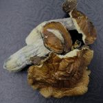 Magic Mushrooms-Tidal Wave