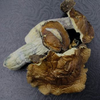 Magic Mushrooms-Tidal Wave