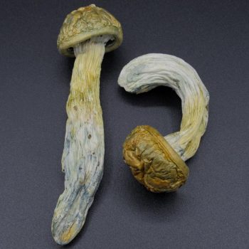 Magic Mushrooms – Amazonian