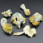 Magic Mushrooms – Andromeda