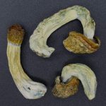 Magic Mushrooms – Blue Meanies