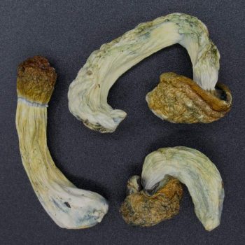 Magic Mushrooms – Blue Meanies