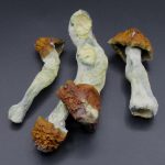 Magic Mushrooms – Blue Pulaski