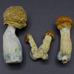 Magic Mushrooms – Cuban