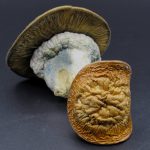 Magic Mushrooms – Dino Eggs