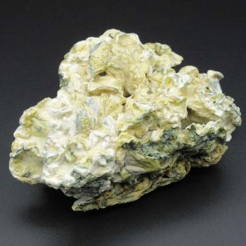 Magic Mushrooms – Enigma Mooncake