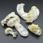 Magic Mushrooms – Falkor