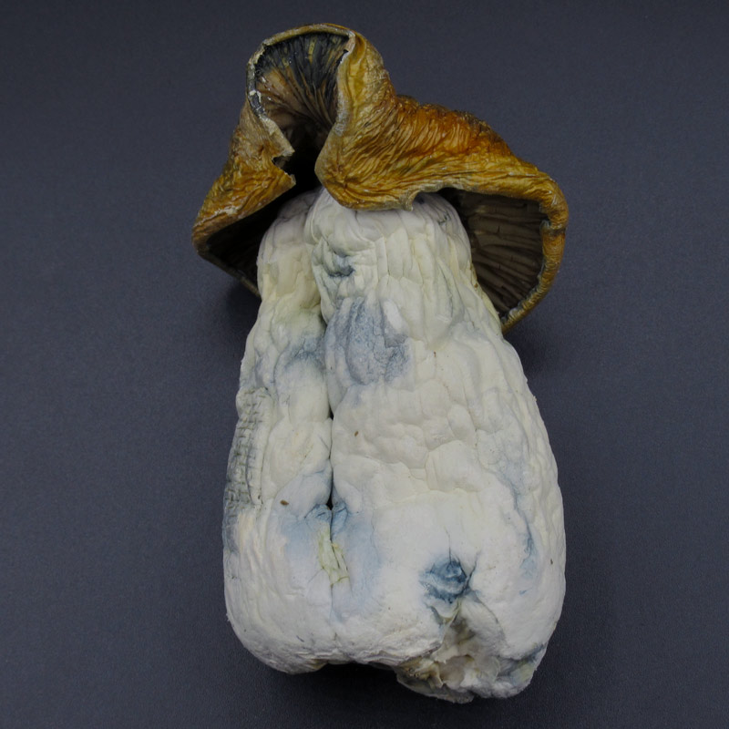 Magic Mushrooms – Gold Member Magic Mushrooms – Gold Member