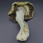 Magic Mushrooms – Hillbilly Pumpkin