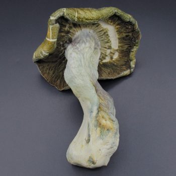 Magic Mushrooms – Hillbilly Pumpkin