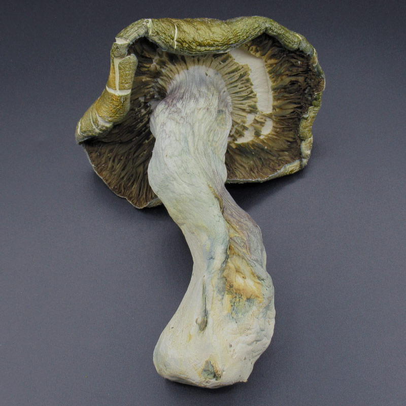 Magic Mushrooms – Hillbilly Pumpkin Magic Mushrooms – Hillbilly Pumpkin