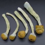 Magic Mushrooms – Illusion Weaver