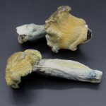 Magic Mushrooms – Jedi Mind Fuck