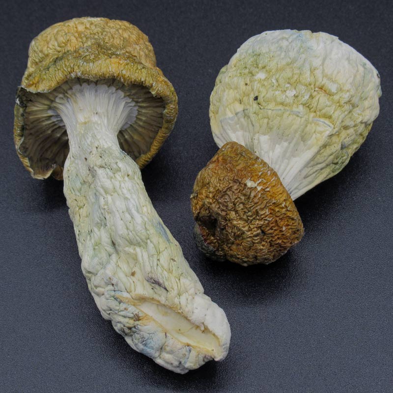 Magic Mushrooms – Makilla Gorilla Magic Mushrooms – Makilla Gorilla