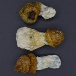 Magic Mushrooms – Melmac