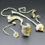 Magic Mushrooms – Natalensis LSV (Low Spore Variant)