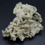 Magic Mushrooms – Omni Blue Wave