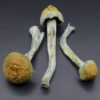 Magic Mushrooms – Orissa