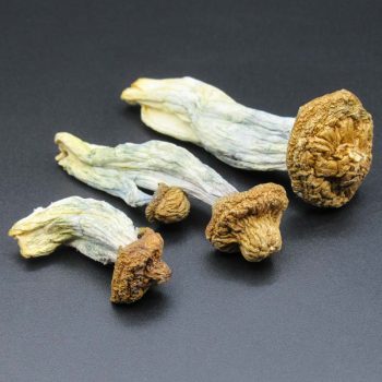 Magic Mushrooms – Penis Envy (aka) McKenna