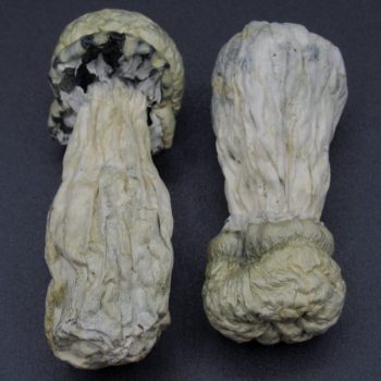 Magic Mushrooms – SV13