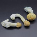 Magic Mushrooms – Thai