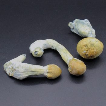 Magic Mushrooms – Thai