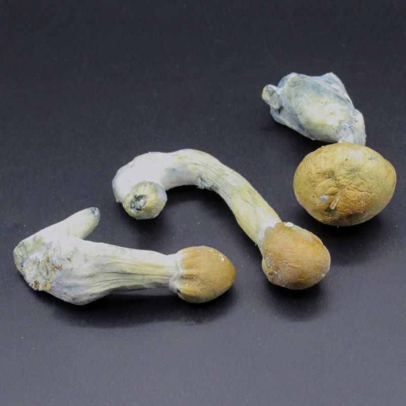 Magic Mushrooms – Thai Magic Mushrooms – Thai