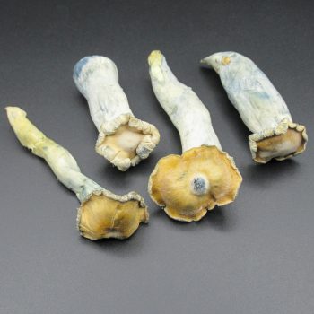 Magic Mushrooms – Toque (Freeze Dried)