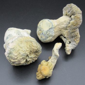 Magic Mushrooms – Transcendence