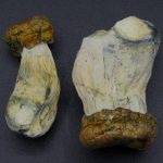 Magic Mushrooms – Trinity