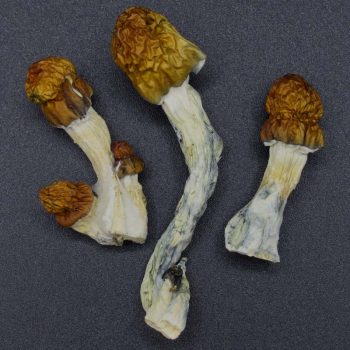 Magic Mushrooms – Vietnamese