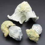 Magic Mushrooms – White Dwarf