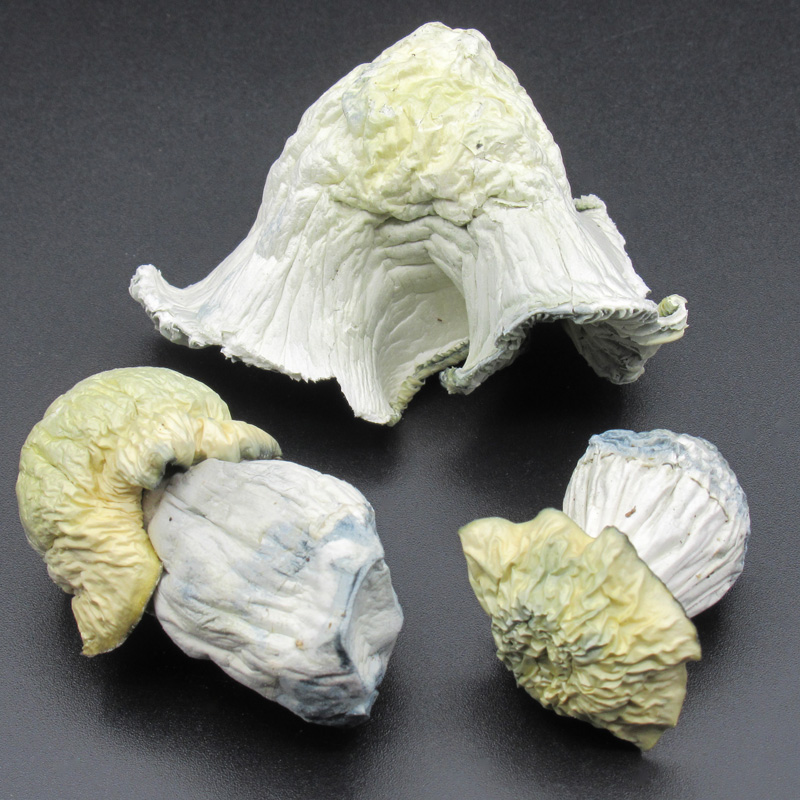 Magic Mushrooms – White Dwarf Magic Mushrooms – White Dwarf