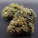 Peanut Butter Breath (hybrid) A